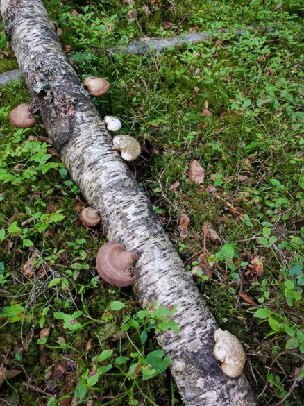 mushrooms on a log in Finland