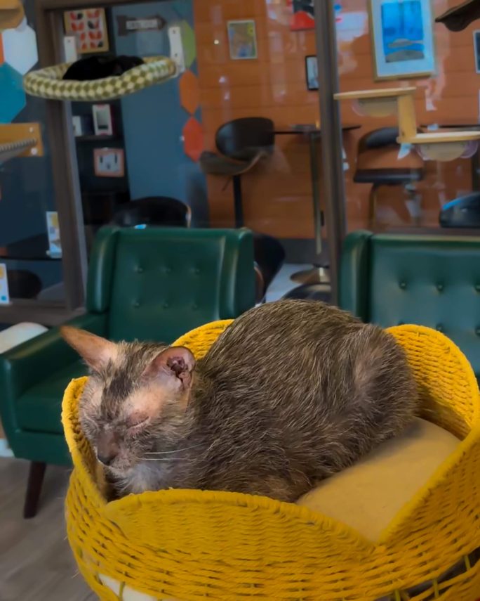A cat sleeping in its basket